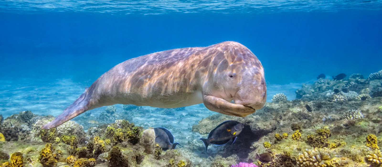 dugong-calf-red-sea